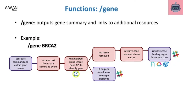 Spiegazione del funzionamento di Genebot: utilizzo dei comandi slash ('/gene [nome del gene]') per ottenere riepiloghi, link a database e informazioni aggiuntive.